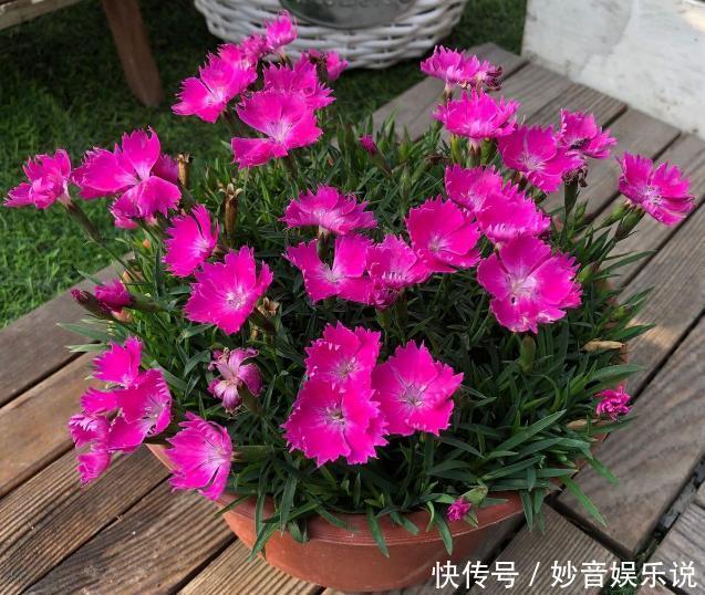 盆栽花草不能养成这3坏习惯!不然植物长不旺,花卉迟迟不开花