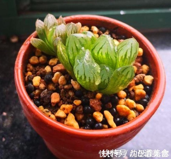 盆栽|夏日炎炎,玉露就得“这么养”,能让叶子肉嘟嘟,更有养花体验