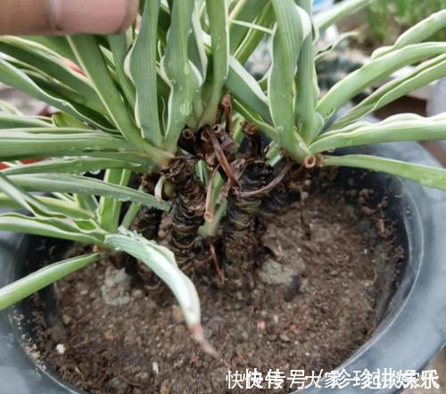 桩子|6块钱的吊兰，3年养成老桩，5年变成1棵小树，做好4点就行