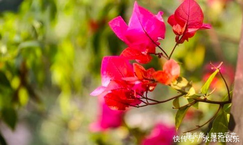 叶子|三角梅只长叶子不开花怎么办从三个环节“下功夫”,不爆盆都难