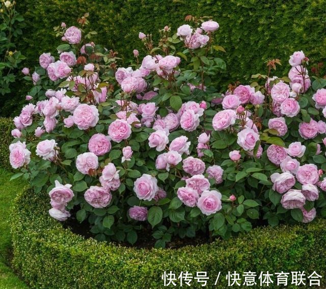 灌木|浓香月季品种大盘点,20个强香品种图文介绍。种一颗满屋飘香!