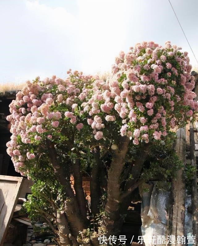 植物|5个“硬知识”，帮你把玉树养开花，看看什么叫“玉树临风”