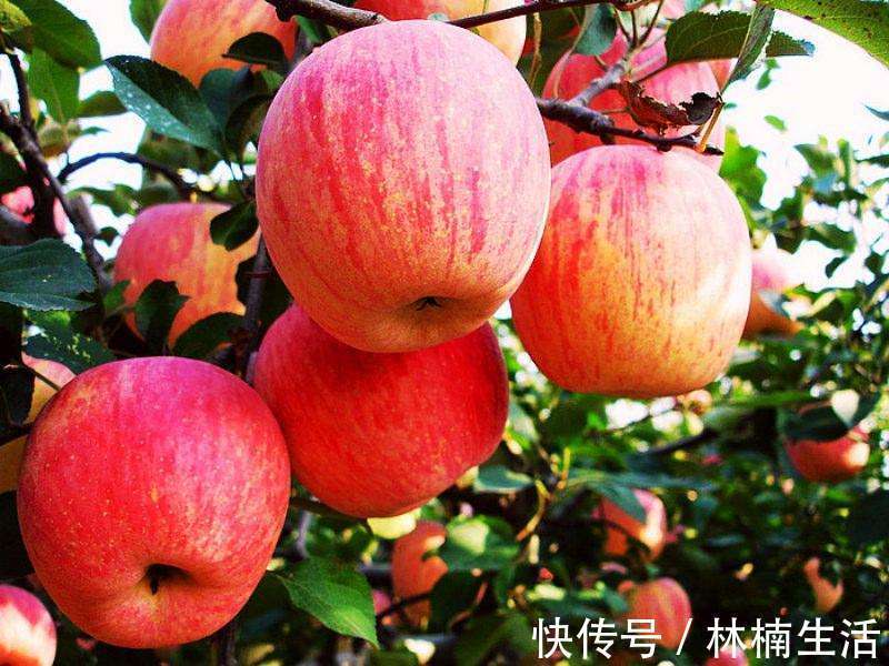 苹果|常吃苹果有益处,但你知道什么时候吃最好吗早知早受益