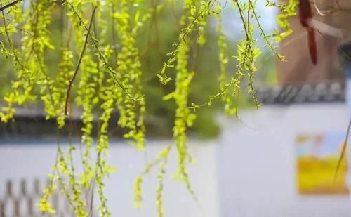 正是一年春好处 又见一村梨花开