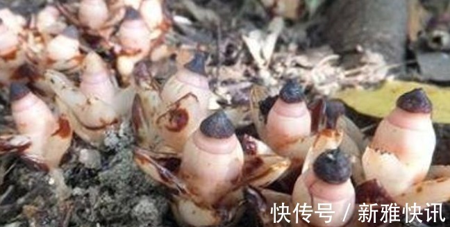 草本|若遇此种珍贵植物,请别移植,能见到已是运气