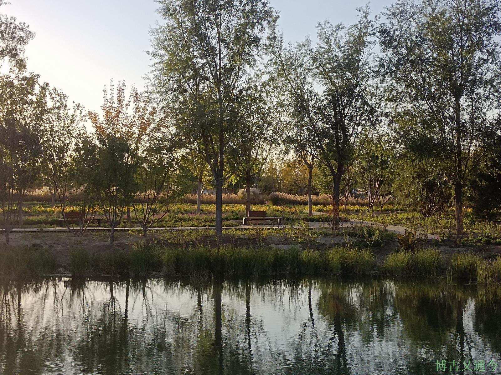 老年|温榆河公园示范区东园,园内的金色光芒撒在大地上