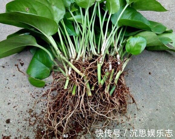 绿萝|怎样给绿萝换盆记住1个“小步骤”,新叶蹭蹭长,绿油油爬上墙