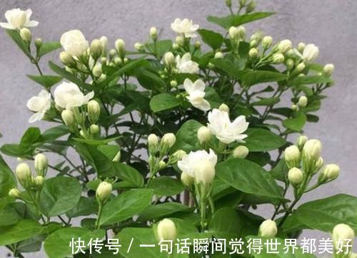 自来水|最厉害的养花营养液：给茉莉花喝一勺，叶片翠绿，开出层叠群花