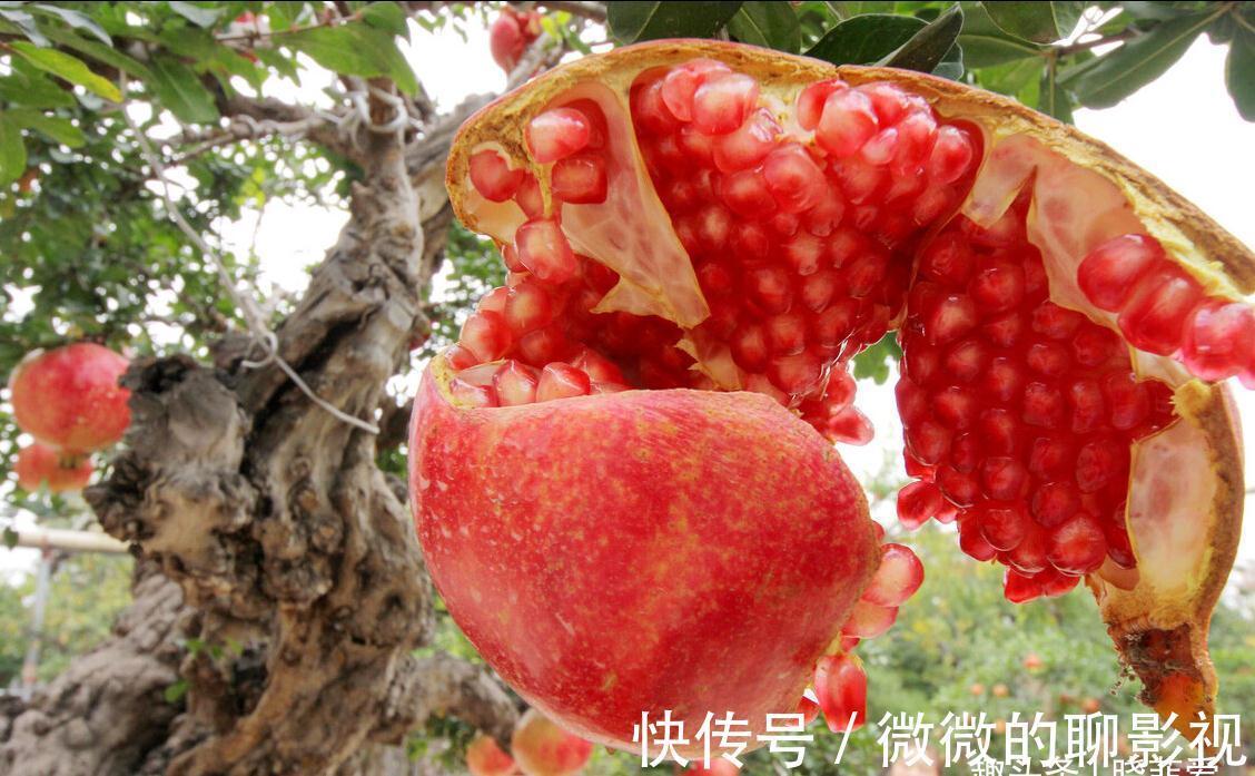 7种“旺宅树”，家有空地建议种一棵，能吃好看，旺财添福寓意好