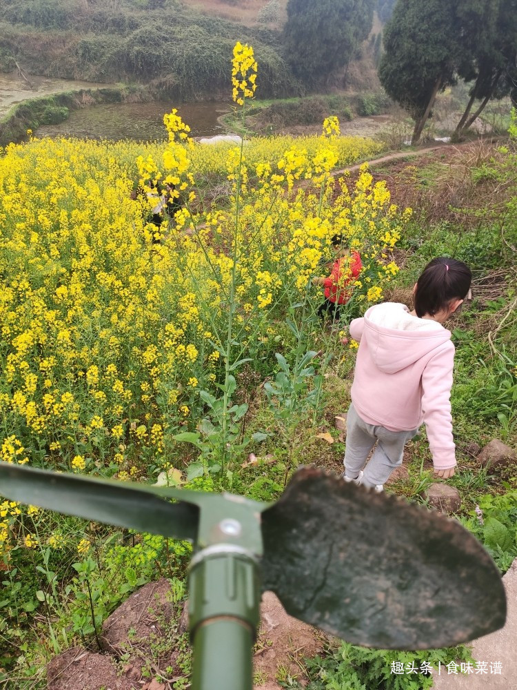 马齿苋|此8种野菜不用花钱买,来认识一下,营养高味道好,错过等明年了