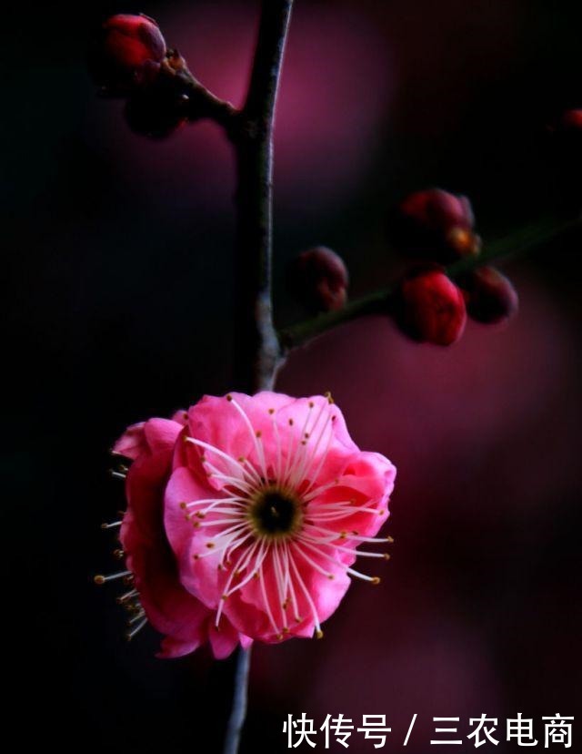 老伴|一秦诗歌鹧鸪天——写给老伴！