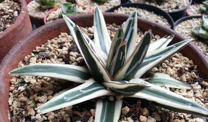 传说|漫谈墨西哥龙舌兰的传说和历史,了解多肉植物的神奇世界