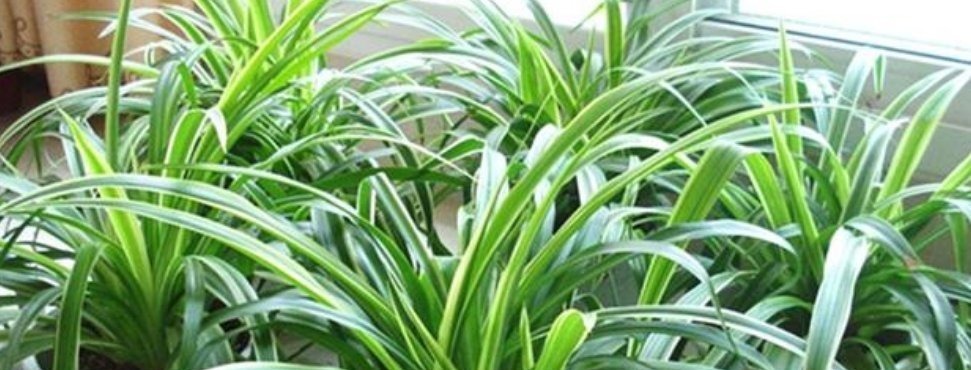 3种花“越剪越旺”,没事常剪剪,剪成秃头,一月大变样,开花多