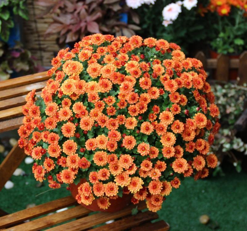 这些小草花,个个真美人,阳台养几盆,繁花不断,美到不敢看