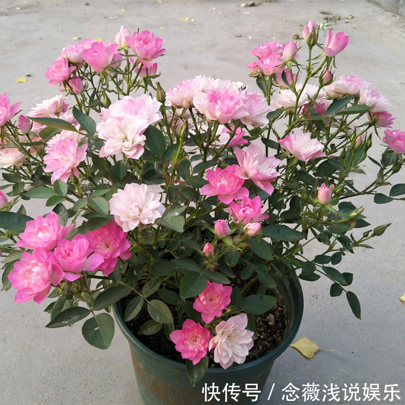 养殖|此花号称“开花机器”，居家盆栽牢记4点，开花繁殖能力特强