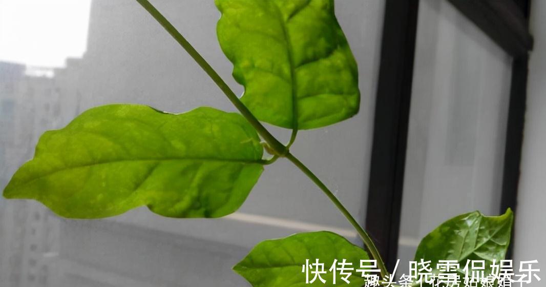 养殖茉莉花时，这4种枝条要及时进行修剪，否则难以开花