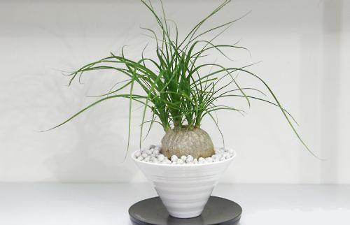 5种漂亮花,自己能储水,30天不浇水照样生机勃勃,懒人都喜欢