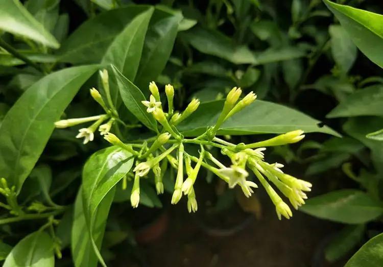 4种漂亮的“浓香”花,只可看不能闻,卧室养护更要避开