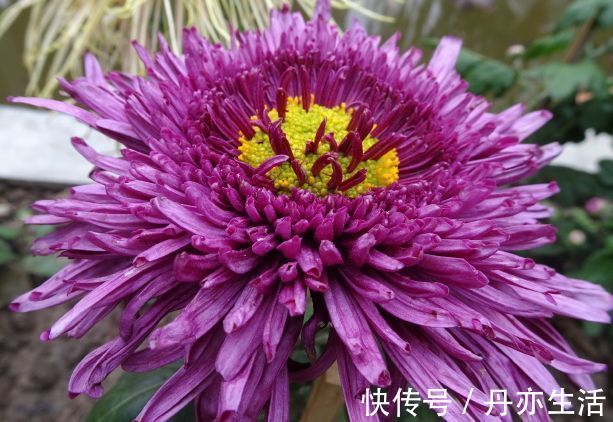 太阳花|家里就养几种花，净化空气还“招财”，聪明人都在养！