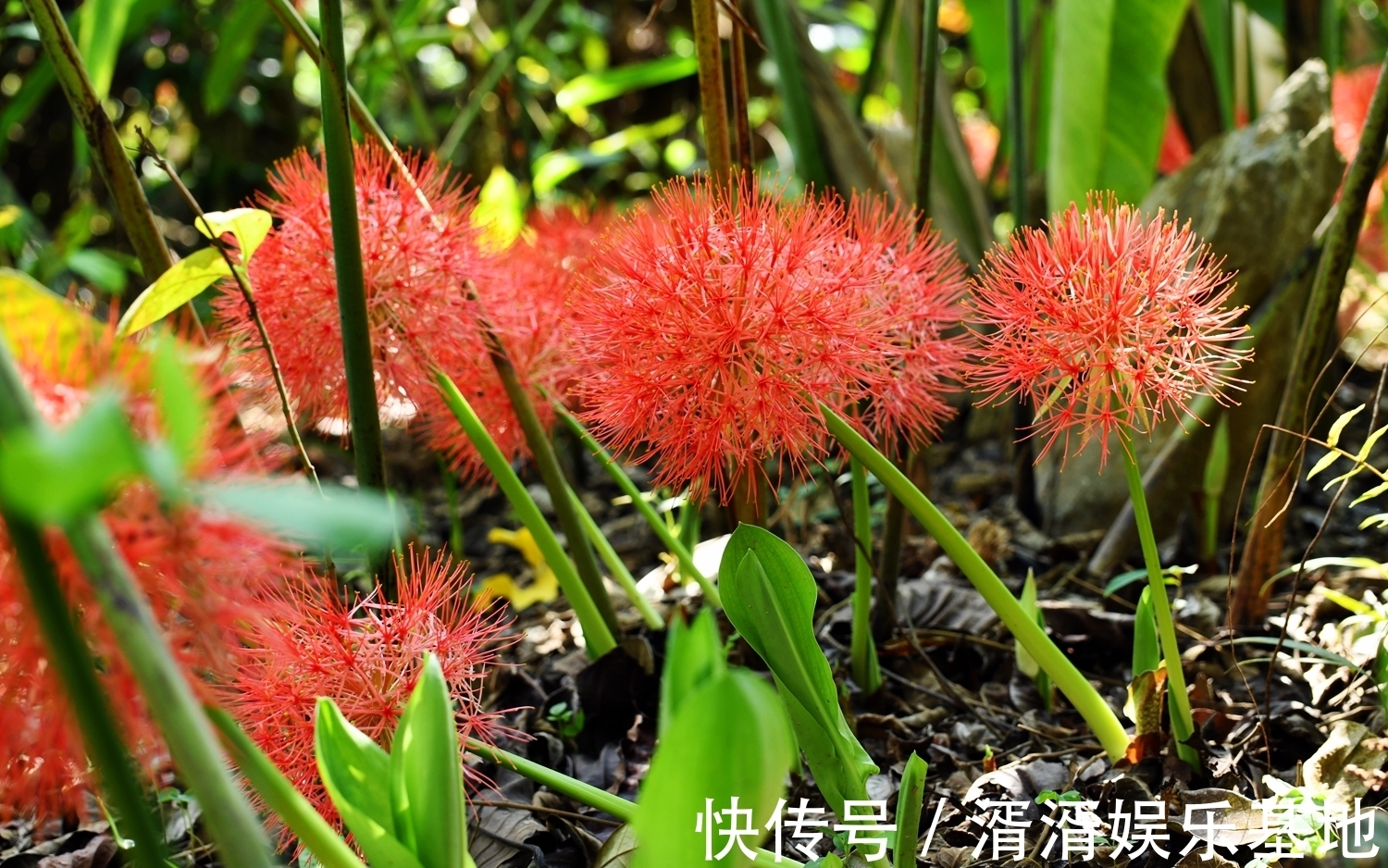 网球花|此花犹如非洲的人们头上的小辫，观赏价值极高，象征着庄严和富裕