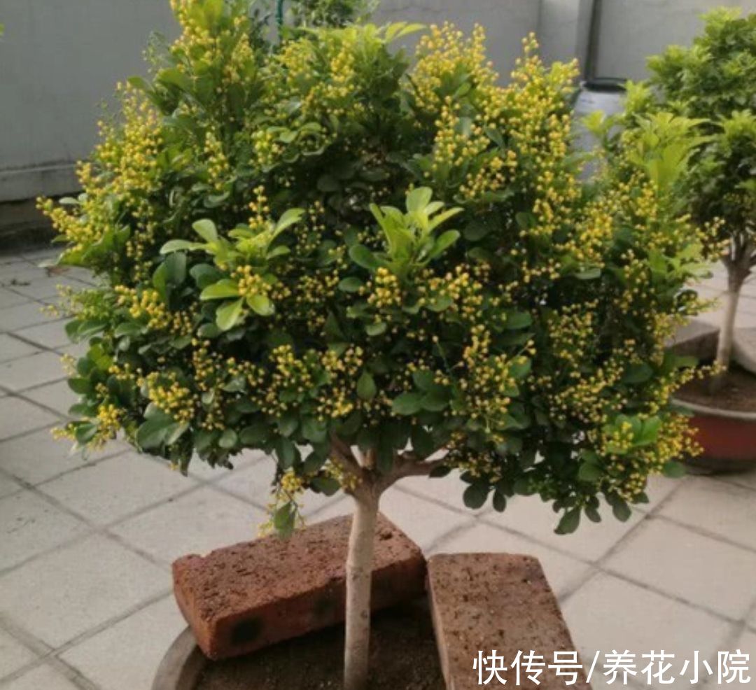 四种花,春天别忘“修剪”,新枝长得壮,孕蕾开花多