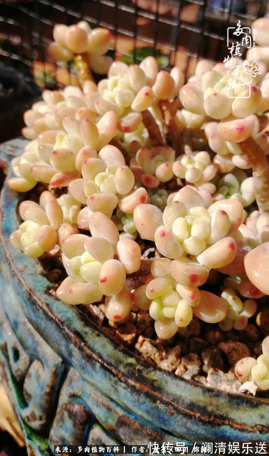 一定要爱着点什么，恰是草木对光阴的柔情！