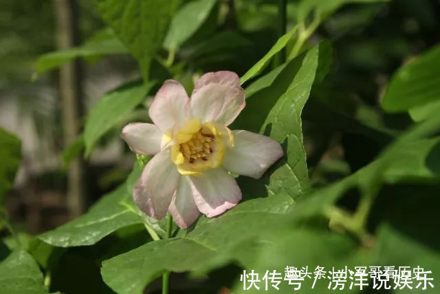 此花是国家重点二级保护植物,姿态优美,花大色白,十分诱人