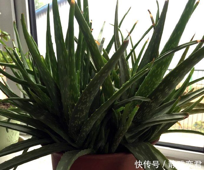 8种花,秋天翻盆顺便分株,一盆变多盆,明年光买盆就足够了