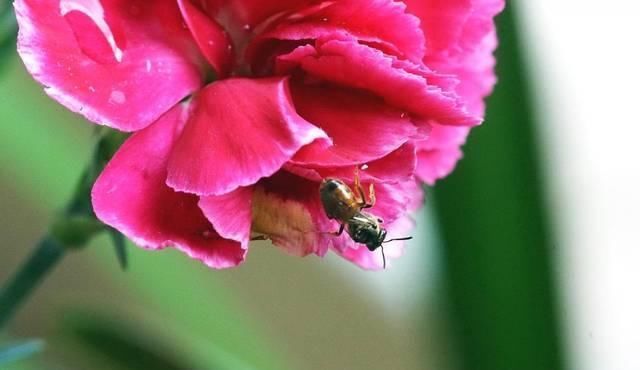 美丽|一千年前的一首古诗,虽然流传不广,却狠狠讽刺那些不劳而获的人
