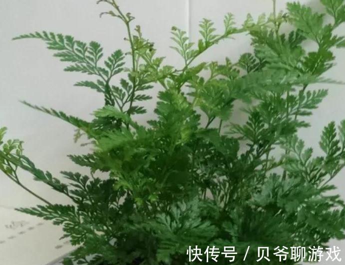 龟背竹|家里光照不足别犯愁，8种耐阴花好养又漂亮，养在家里真气派