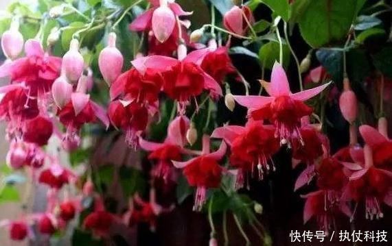 牡丹吊兰|家里再小，3种“吊盆花”也要养，花芽一钻上百朵，花开成“帘”