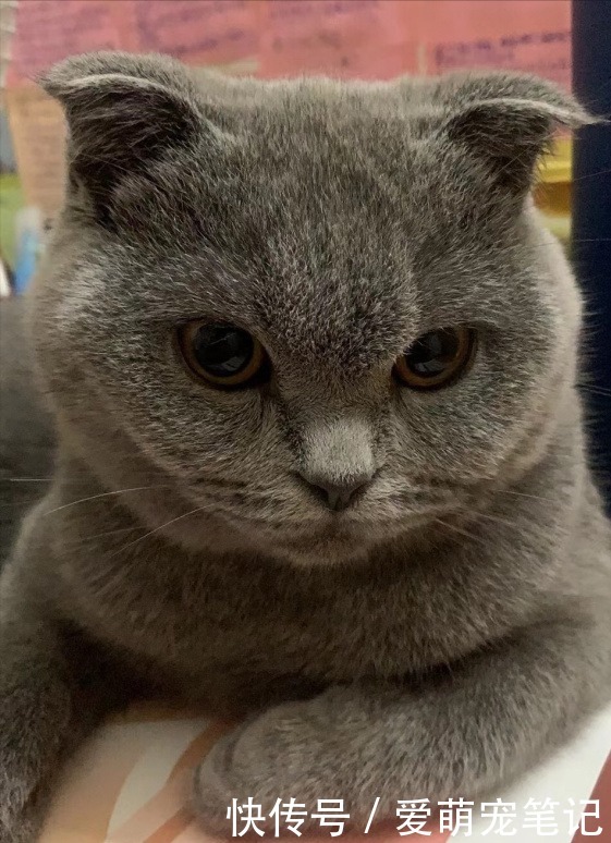 苏格兰折耳猫有病吗 苏格兰折耳猫有病吗