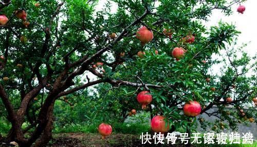 家门前别乱种树,这3种树镇宅又养人,很多人都忽视了