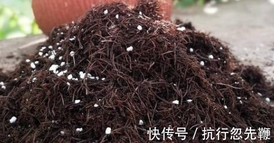 4个养花好介质,便宜又实用,盆栽什么植物都能用