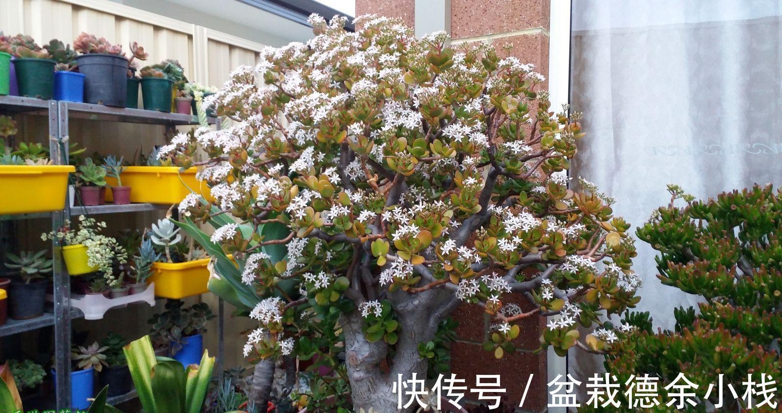 公认好养的“健康花”,建议至少养一盆,个个都是“净化小能手”