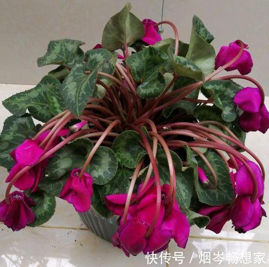 管理|日常养护仙客来难围绕5点管理,盆栽株型美、叶片密、开花多