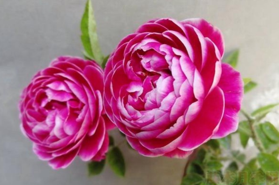 此款花卉,好养易爆盆,花香易打理,养在客厅美极了