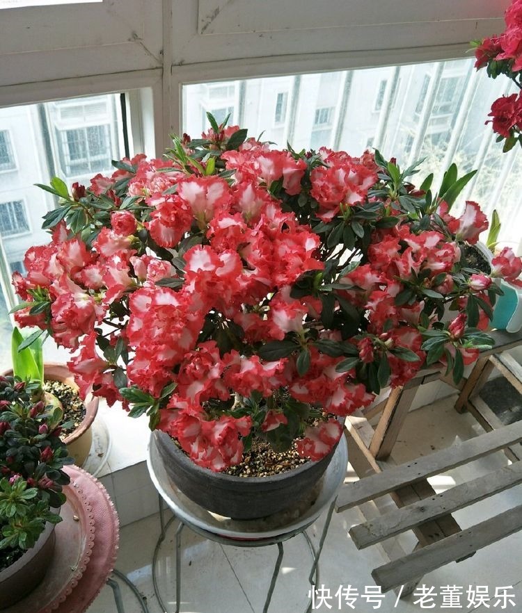 苦苣苔科|秋季养这四款花卉,四季花开不断,一盆千百朵,花色美丽不费心