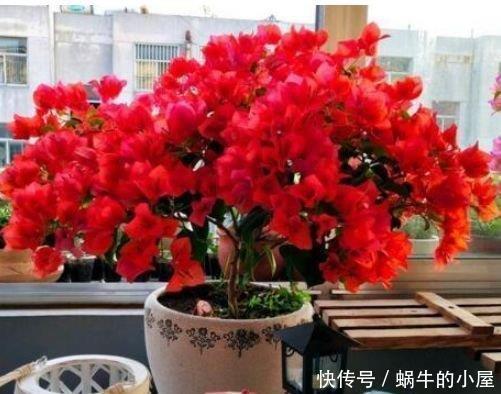 4种便宜又好养的花,养护简单,开花富贵,旺宅、招财好兆头!
