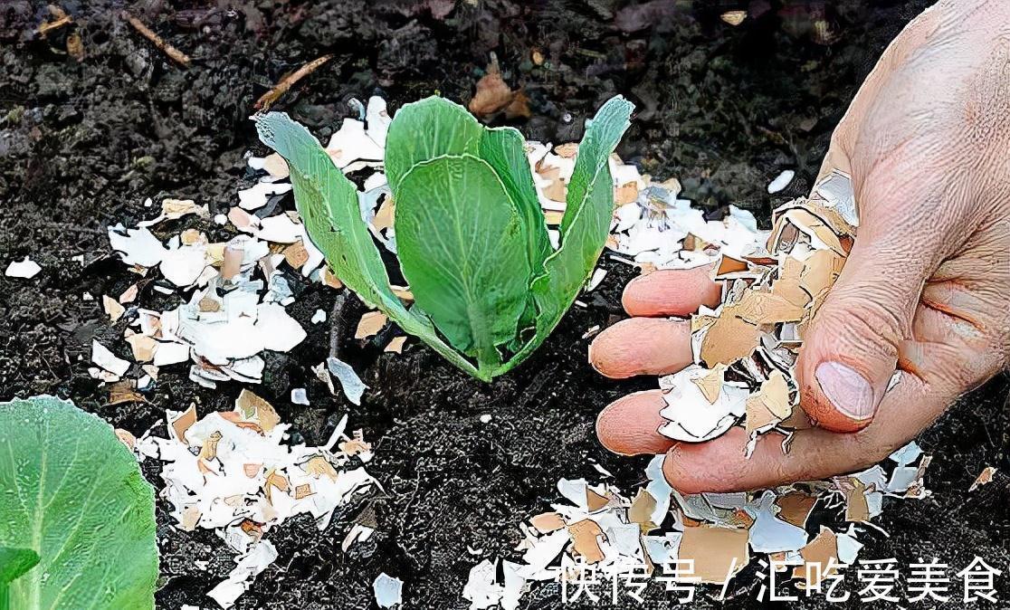 什么淘米水、酱油,都不如这种垃圾,随便铺1层,花开不停