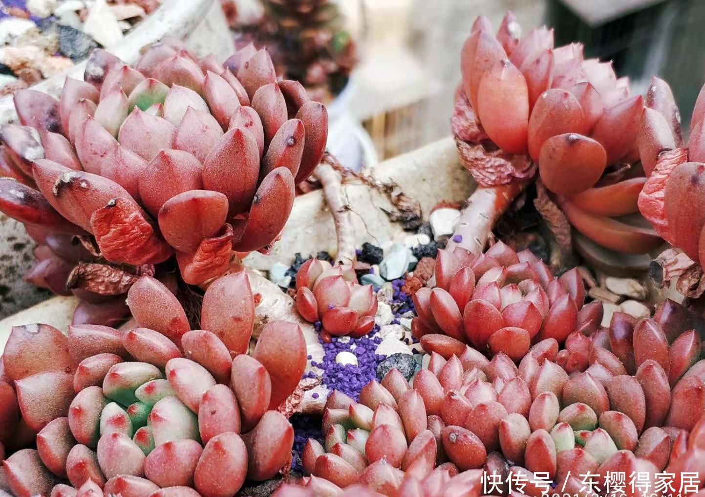 红宝石|大家哪种多肉养得最好?虽然我的多肉不少,但最满意的还是红宝石