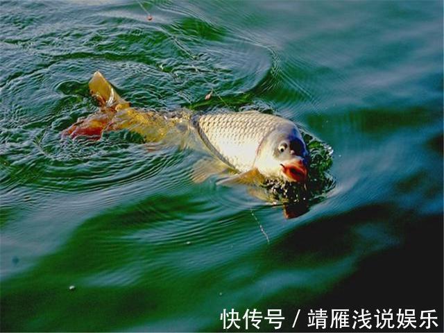这几个迹象出现时，说明大鱼已经进窝了