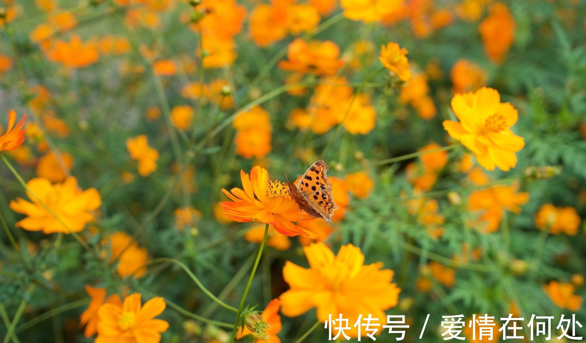 清雨#原创：简诗一首《成长的痛》