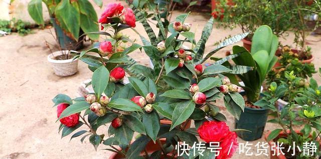 5种漂亮花，天冷多晒晒，越晒长得越健壮，花开得又多又大