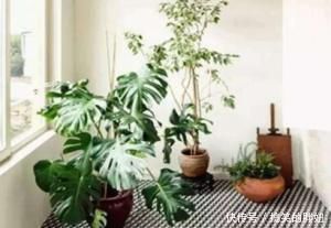 卫生间总有味养这3种花耐阴又好养吸味去臭样样行