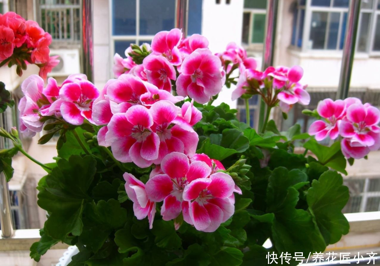 七种花不适合“南方”养,它们太怕热,要么容易烂,要么不开花