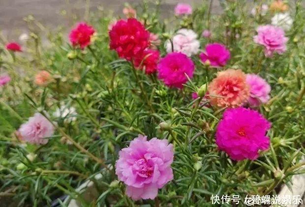 这花枝条剁8段,沾土就能活,3天生根7天开花!