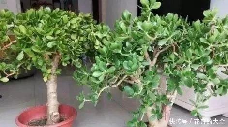 客厅养上“3种花”,大气又美观,关键“旺财又养人”,值得养2盆