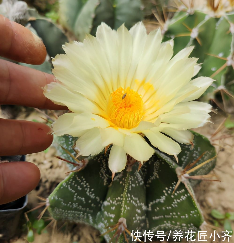 仙人球越养越瘦？告诉你真相，只有做好三不，才能饱满圆润开花多