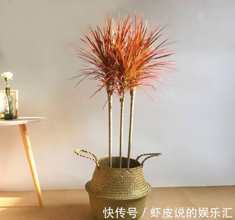 农历9月29日霜降后，养什么花？以下3种花，一帆风顺万事顺意